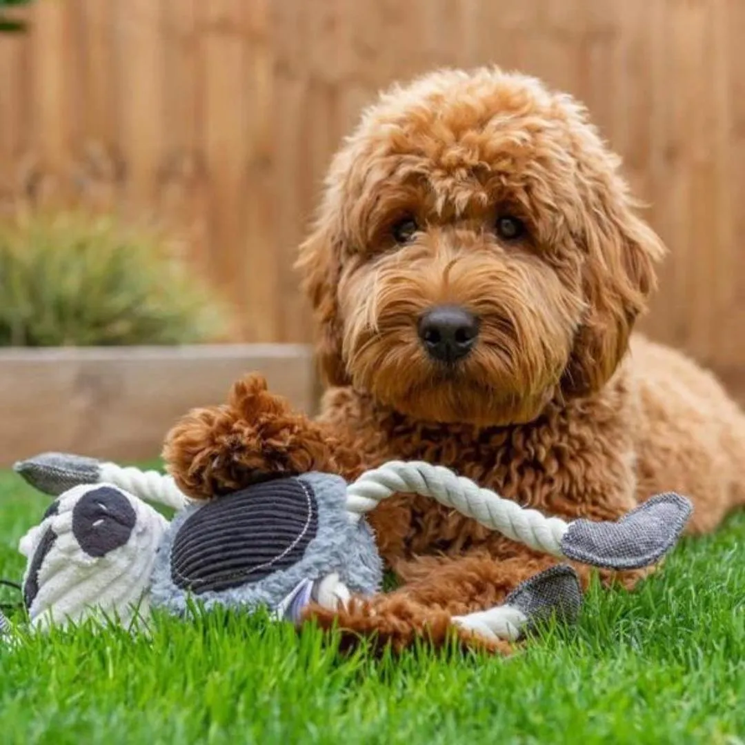 Baxter Badger Plush Dog Toy